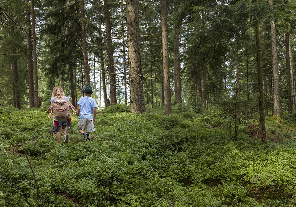 Kinder beim Wandern im Wald